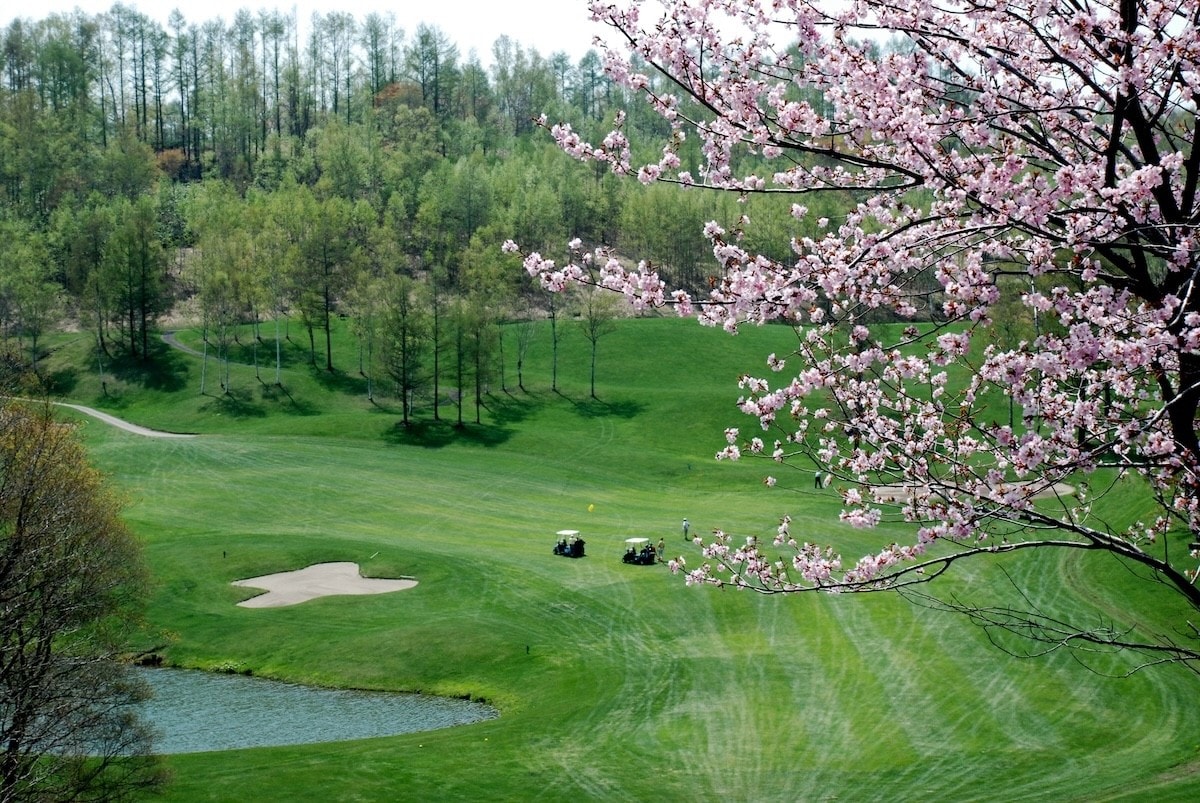 Cherry blossom tree framing a lush Japanese golf course fairway with golf carts and forest backdrop