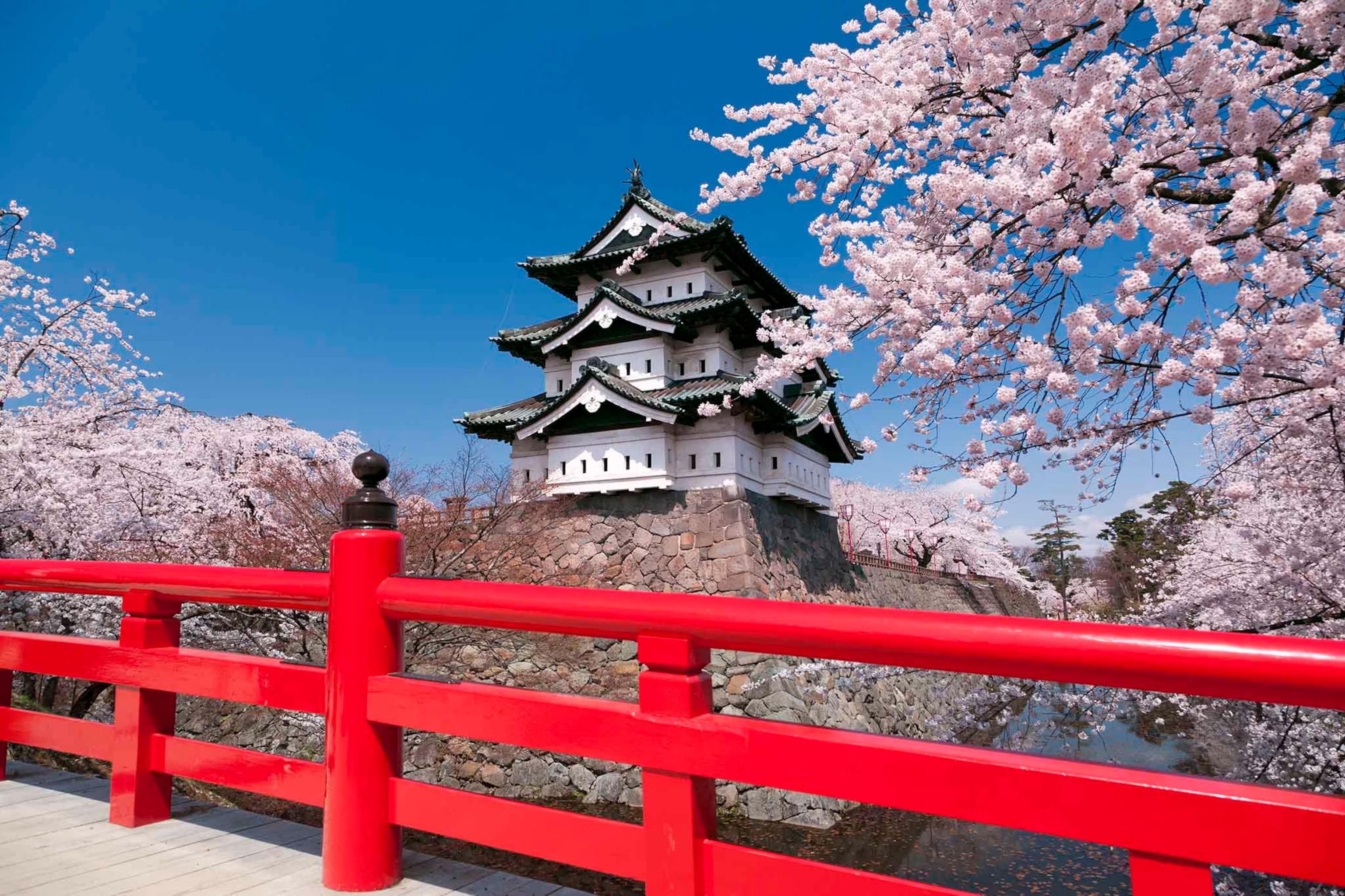 Hirosaki Castle framed by pink cherry blossoms and a vivid red bridge over the castle moat, Aomori